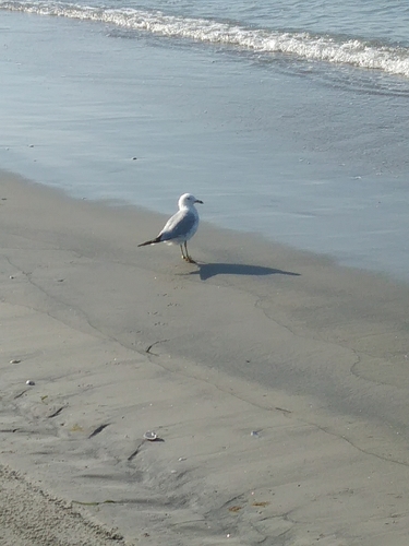 Ring-billed Gull photographed in Rhode Island