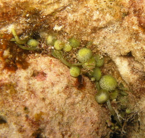 Caulerpa macrophysa, 2018-05-24