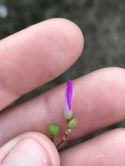 Phemeranthus calcaricus