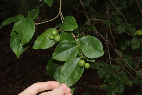 Strychnos lucida (Strychnos lucida)
