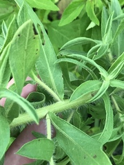 Heterotheca camporum glandulissima