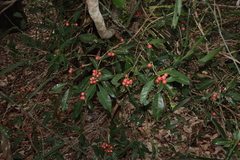 Glycosmis trifoliata, photograph (c) Thomas Mesaglio, some rights reserved (CC BY)