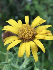 Heterotheca camporum glandulissima