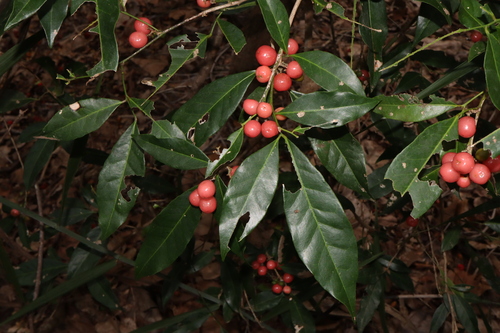 Glycosmis trifoliata, photograph 1