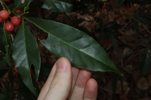 Glycosmis trifoliata, photograph 3