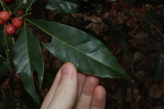 Glycosmis trifoliata, photograph (c) Thomas Mesaglio, some rights reserved (CC BY)