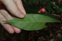 Glycosmis trifoliata, photograph (c) Thomas Mesaglio, some rights reserved (CC BY)