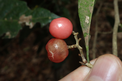 Glycosmis trifoliata, photograph 5