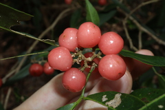 Glycosmis trifoliata, photograph (c) Thomas Mesaglio, some rights reserved (CC BY)