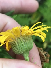 Heterotheca camporum glandulissima