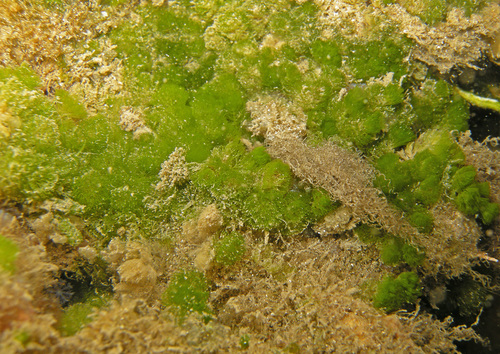 Caulerpa verticillata observed 2022-06-08