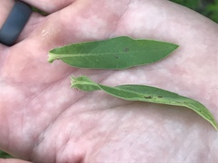 Heterotheca camporum glandulissima