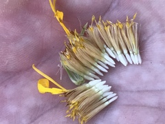 Heterotheca camporum glandulissima