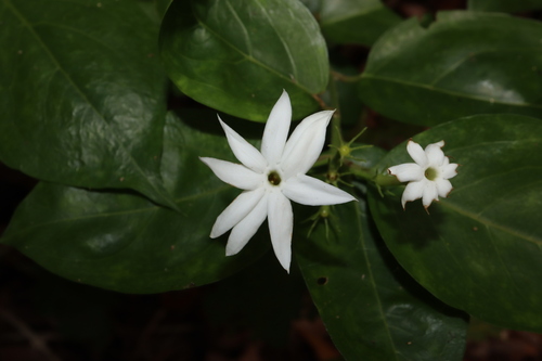 common Malayan jasmine (Jasminum elongatum)