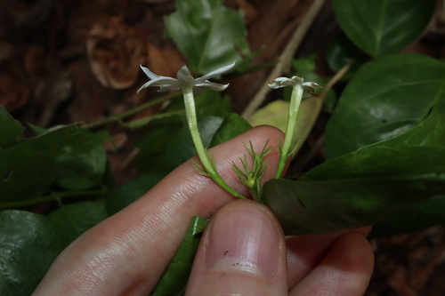 Jasminum elongatum, photograph 2