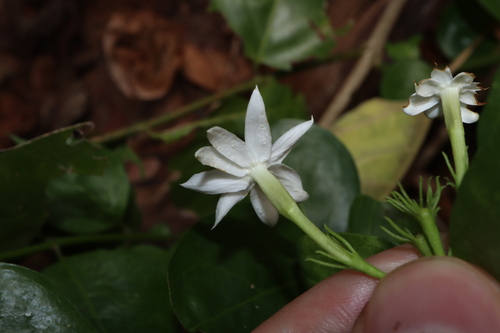 Jasminum elongatum, photograph 3