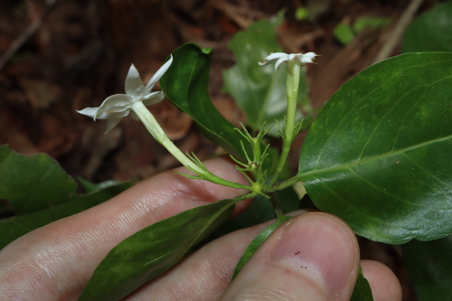 Jasminum elongatum, photograph 4