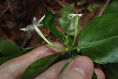 Jasminum elongatum, photograph (c) Thomas Mesaglio, some rights reserved (CC BY)