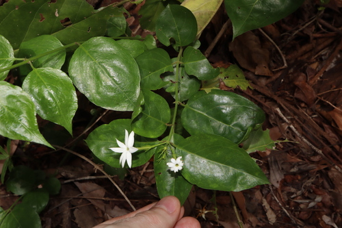 Image of Jasminum elongatum by (c) Thomas Mesaglio, some rights reserved (CC BY)