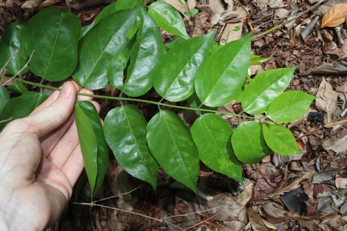 Jasminum elongatum, photograph 6