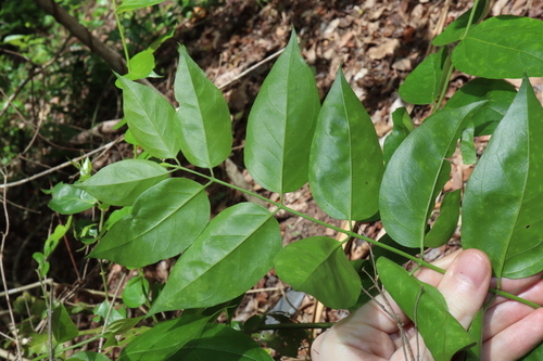 Image of Jasminum elongatum by (c) Thomas Mesaglio, some rights reserved (CC BY)