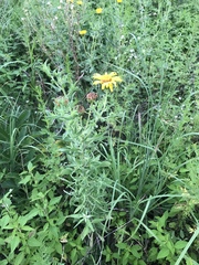 Heterotheca camporum glandulissima