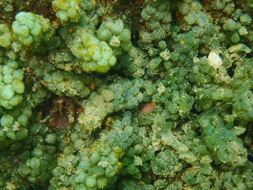 Caulerpa racemosa observed 2022-06-09