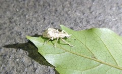 Dermatoxenus caesicollis