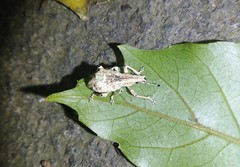 Dermatoxenus caesicollis