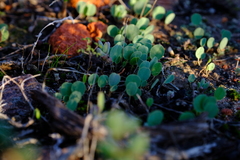 Oxalis monophylla minor