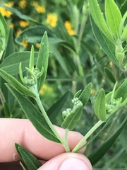 Eupatorium altissimum
