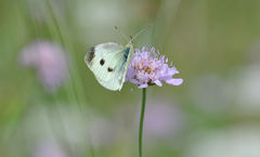 Pieris rapae