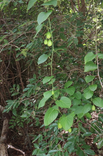 Adenia heterophylla