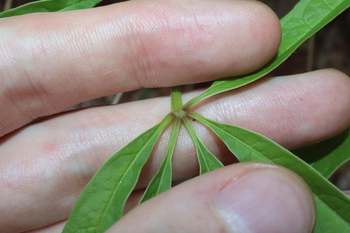 Image of Ampelocissus acetosa by (c) Thomas Mesaglio, some rights reserved (CC BY)