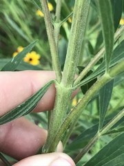 Eupatorium altissimum