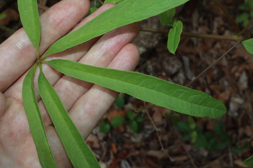 Image of Ampelocissus acetosa by (c) Thomas Mesaglio, some rights reserved (CC BY)
