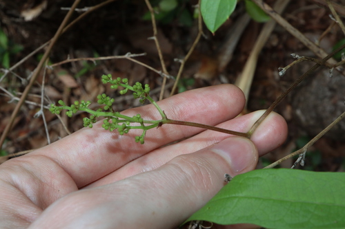 Image of Ampelocissus acetosa by (c) Thomas Mesaglio, some rights reserved (CC BY)