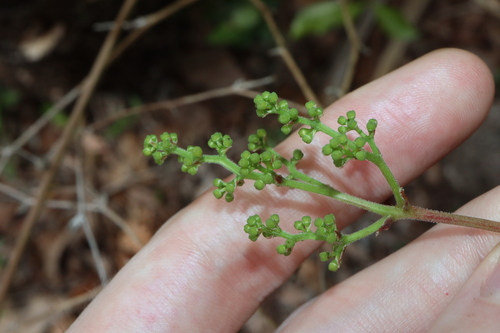 Image of Ampelocissus acetosa by (c) Thomas Mesaglio, some rights reserved (CC BY)