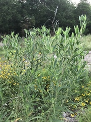 Eupatorium altissimum