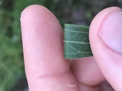 Eupatorium altissimum
