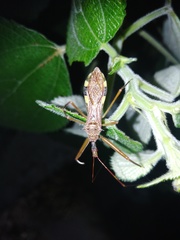 Epidaus
