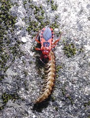 Haematoloecha nigrorufa