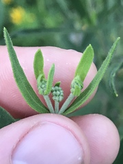 Eupatorium altissimum