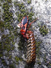 Haematoloecha nigrorufa