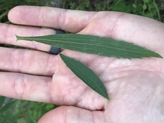 Eupatorium altissimum
