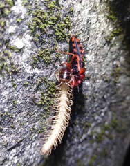 Haematoloecha nigrorufa