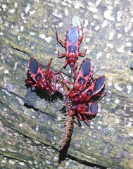 Haematoloecha nigrorufa