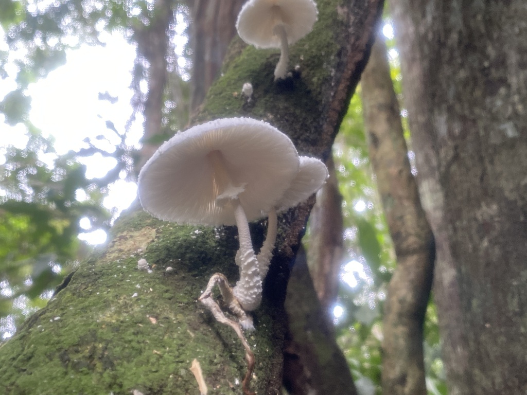 Leucocoprinus cretaceus · May 2024 · photo: © climbing_fern (iNaturalist, cc-by)