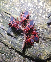 Haematoloecha nigrorufa