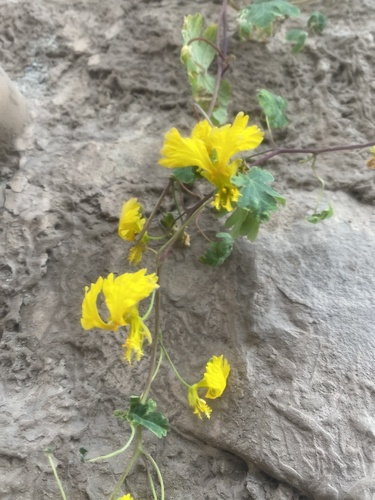 Canary-creeper (Tropaeolum peregrinum)